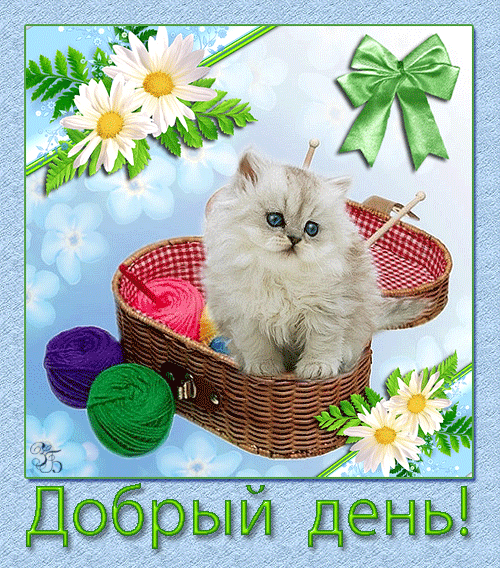Открытка Открытки хорошего дня - Открытка с котенком и клубками: добрая открытка | Красивая открытка #65