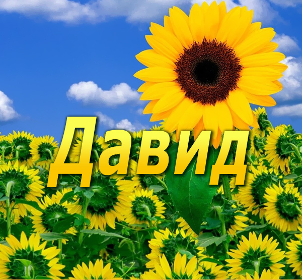 Открытка открытки с именем Давид - Подсолнух на фоне голубого неба | Красивая открытка #202
