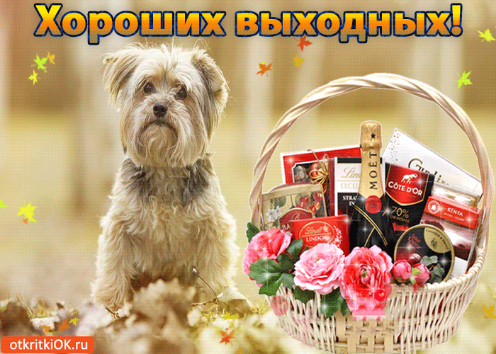 Открытка Открытки хороших выходных - Открытка с йоркширским терьером и подарками | Красивая открытка #233