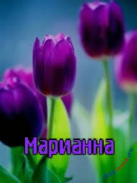 Открытка открытки с именем Марианна  - Фиолетовые тюльпаны: нежная открытка с цветами | Красивая открытка #13