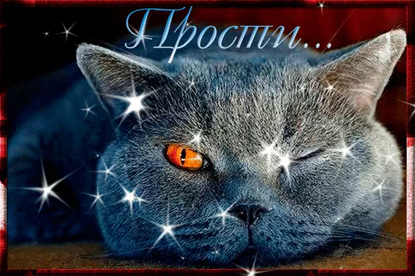 Открытка открытки с извинениями  - Симпатичная кошка с большими глазами | Красивая открытка #57