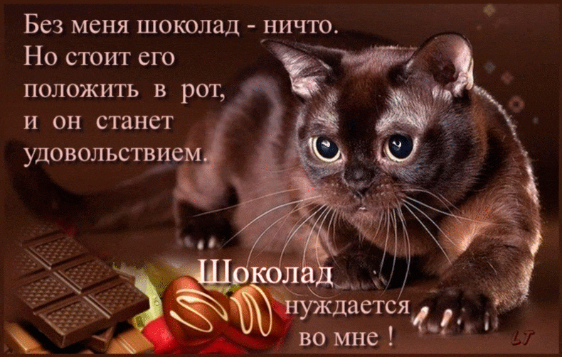 Открытка Открытки с днем шоколада - Кот и шоколад: милая открытка с котиком | Красивая открытка #41