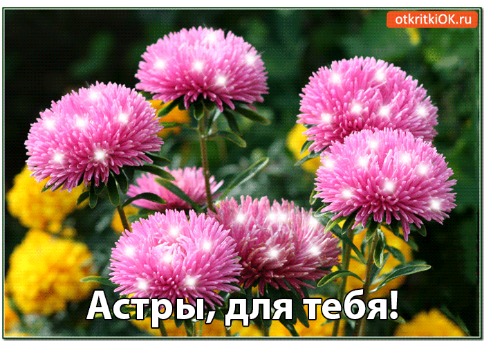 Открытка С астрами - Астры: нежные соцветия на открытке | Красивая открытка #3