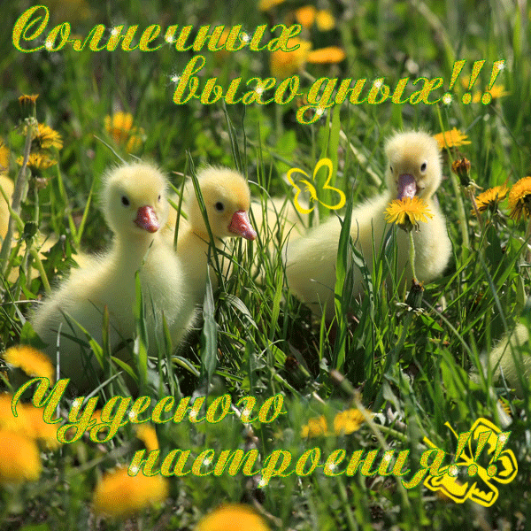 Открытка Открытки хороших выходных - Два цыплёнка на лугу. Открытка с цветами. | Красивая открытка #17