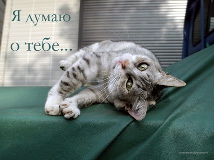 Открытка Открытки думаю о тебе - Забавная открытка с котом: милый серый котенок | Красивая открытка #66