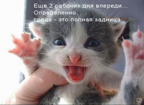 Открытка Открытки на среду - Смешной котенок: открытка с милым сюрпризом | Красивая открытка #65