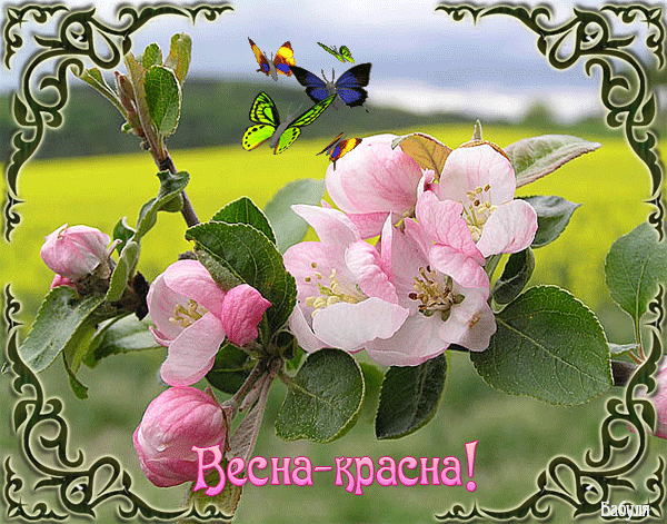 Открытка Открытки весенняя пора - Цветущая вишня: весенняя открытка с бабочками | Красивая открытка #241