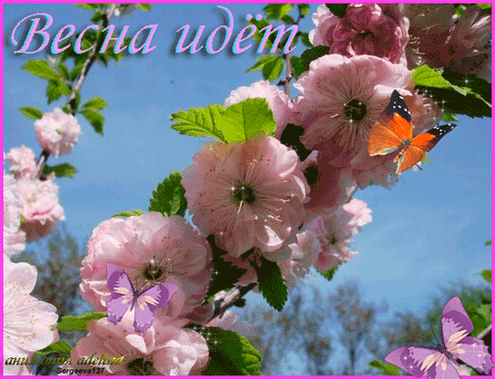 Открытка Открытки весенняя пора - Цветущая вишня: нежная открытка с бабочками | Красивая открытка #65
