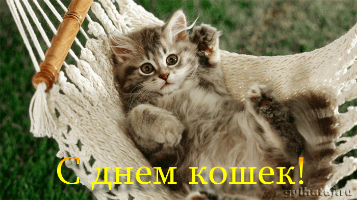Открытка С Всемирным днём кошек - С Днем Рождения! Котенок в гамаке — милая открытка | Красивая открытка #2