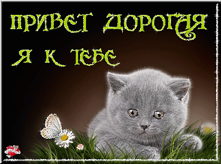 Открытка Привет - Милый котенок на лугу с бабочкой и цветами | Красивая открытка #149