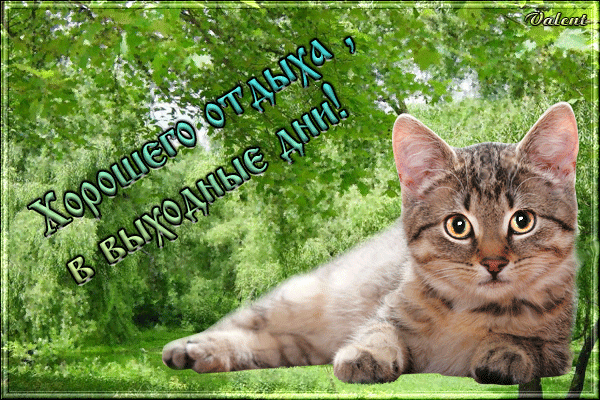 Открытка Открытки хороших выходных - Котенок на природе: открытка с милым котиком | Красивая открытка #254