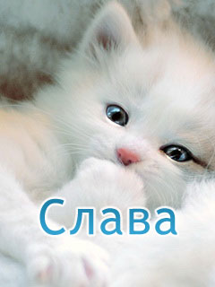 Открытка открытки с именем Слава - Открытка с котенком: милый подарок | Красивая открытка #10