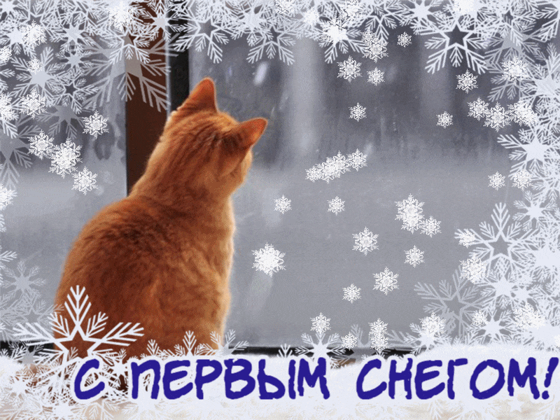 Открытка С первым снегом - Кот у окна, снег, зима: праздничная открытка | Красивая открытка #1