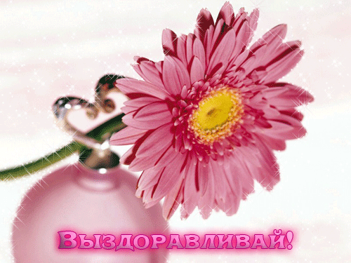Открытка Открытки скорейшего выздоровления - Розовая хризантема на открытке | Красивая открытка #106