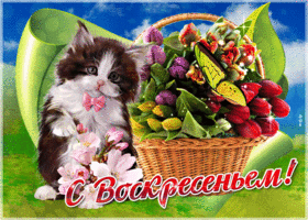 Открытка Открытки на воскресенье - Открытка: Кот и цветы — С праздником! | Красивая открытка #160