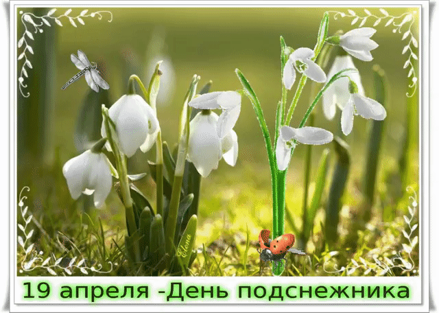 Открытка День подснежника - Подснежники: нежные цветы весны  открытка | Красивая открытка #1