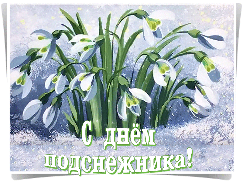 Открытка С днём подснежника - Открытка: С днем подснежника! Красивые подснежники на фоне снега | Красивая открытка #5