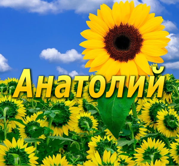 Открытка открытки с именем Анатолий - Подсолнухи на фоне голубого неба | Красивая открытка #19
