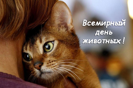 Открытка Открытки с днем защиты животных - Котенок на плече: милая открытка с котенком | Красивая открытка #14