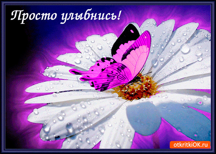 Открытка Открытки улыбнись - Открытка с фиалкой и бабочкой | Красивая открытка #157