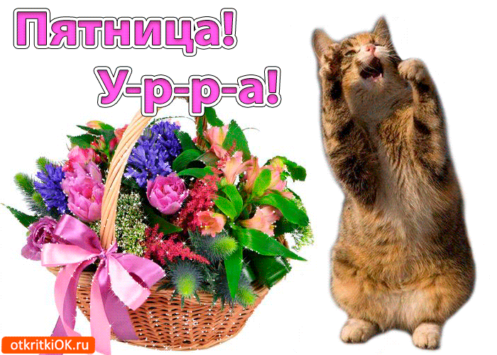 Открытка С пятницей - Открытка с цветами и котом | Красивая открытка #3