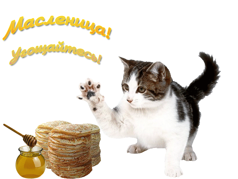 Открытка Масленица - Котенок, блины и мёд - С Днём Масленицы! | Красивая открытка #270