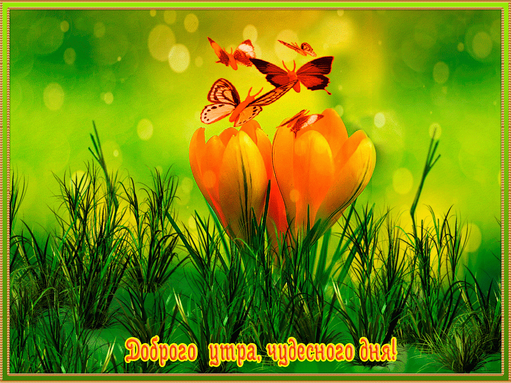 Открытка Доброе утро - Открытка: Цветы и бабочки. Природа. | Красивая открытка #383