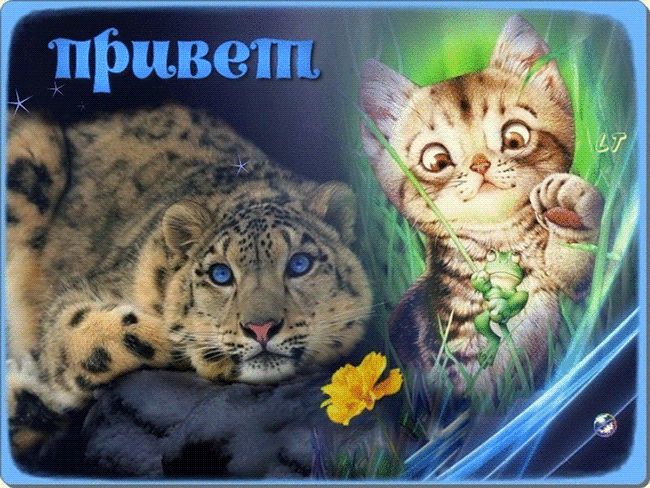Открытка Привет - Снежные котята и леопард: милые открытки | Красивая открытка #288