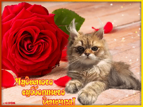 Открытка С субботой - Открытка с котенком и красными розами | Красивая открытка #30