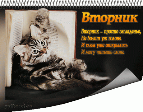 Открытка открытки с пожеланиями удачного понедельника  - Открытка с котенком на книге | Красивая открытка #19