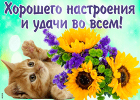 Открытка Открытки желаю удачи - Котенок и подсолнухи: милая открытка | Красивая открытка #49