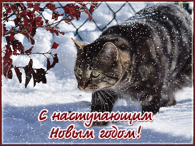 Открытка Открытки с наступающим Новым Годом - Открытка с котом в снегу  С Новым годом! | Красивая открытка #24