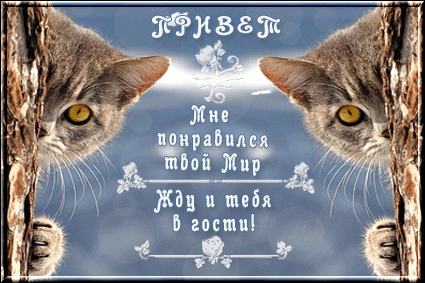 Открытка Открытки жду тебя - Открытка с котами: милые мордочки и цветы | Красивая открытка #7