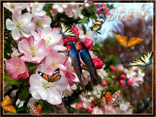 Открытка Открытки весенняя пора - Два скворца на цветущей вишне: открытка с цветами | Красивая открытка #228