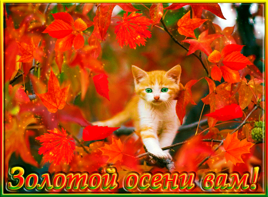 Открытка Открытки Золотая Осень  - Котенок на фоне осенних листьев  открытка с днем рождения | Красивая открытка #16
