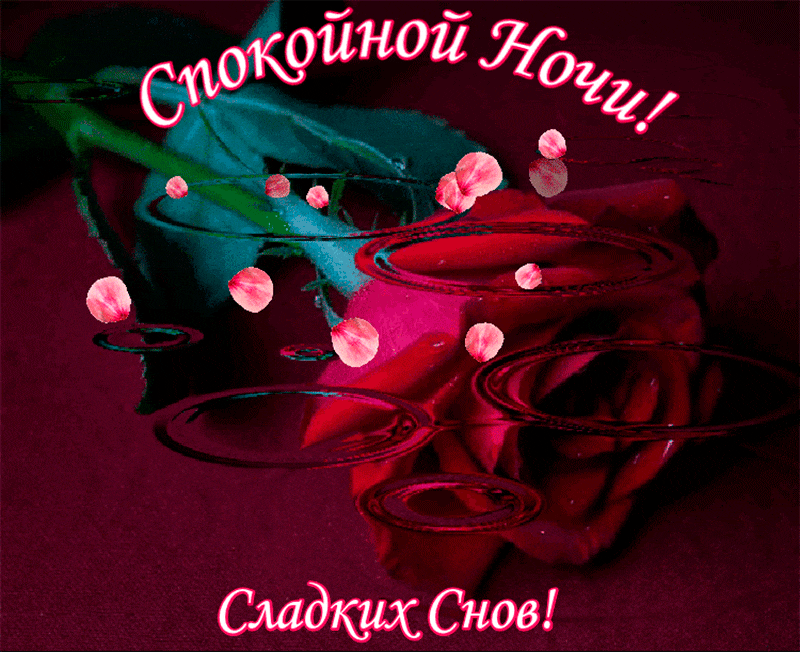 Открытка Спокойной ночи - Открытка: Красная роза, лепестки, красный фон | Красивая открытка #239