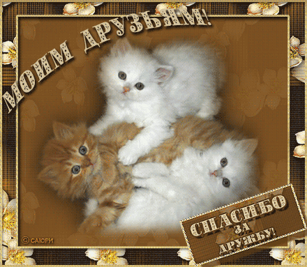 Открытка Открытки о дружбе - Открытка с котятами: милые котята обнимаются | Красивая открытка #73