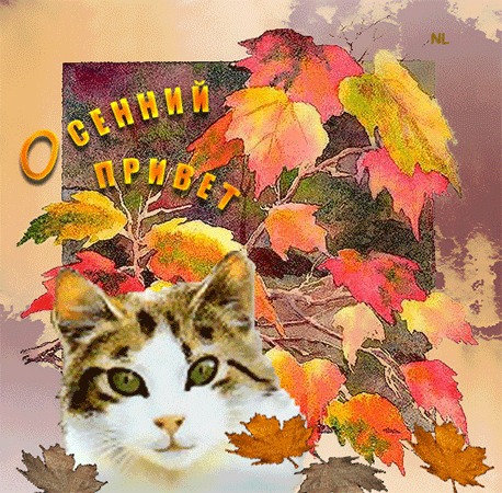 Открытка Осенний приветик - Открытка с котиком и осенними листьями | Красивая открытка #16