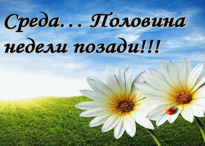 Открытка Среда - Две ромашки на лугу: открытка с цветами | Красивая открытка #10