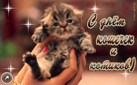 Открытка Открытки с днем кошек - Открытка с котенком в руках | Красивая открытка #29