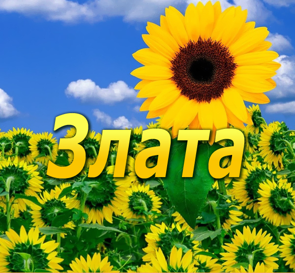 Открытка открытки с именем Злата - Открытка с подсолнухами и надписью "Злата" | Красивая открытка #16