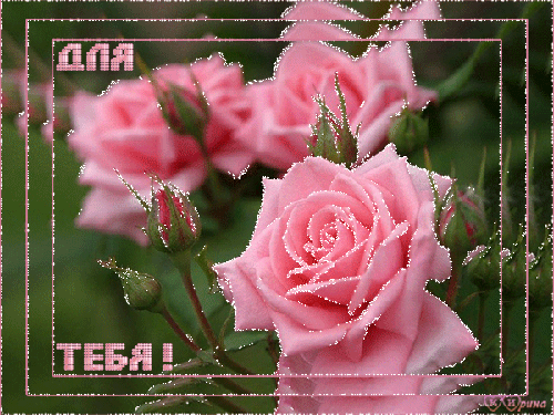 Открытка С розовыми розами - Розовые розы на открытке | Красивая открытка #77