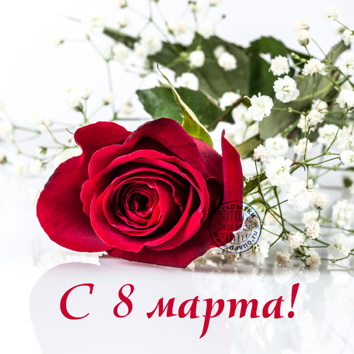 Открытка открытки с розами на 8 марта  - Красная роза и цветы: Открытка с 8 марта | Красивая открытка #13