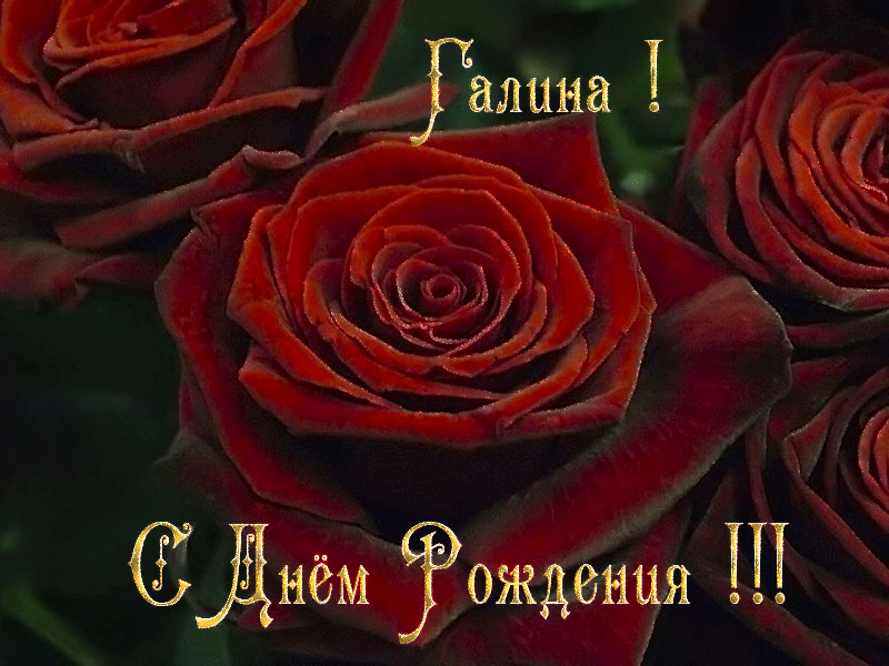 Открытка открытки с именем Галина  - Открытка с красными розами С Днём Рождения | Красивая открытка #11