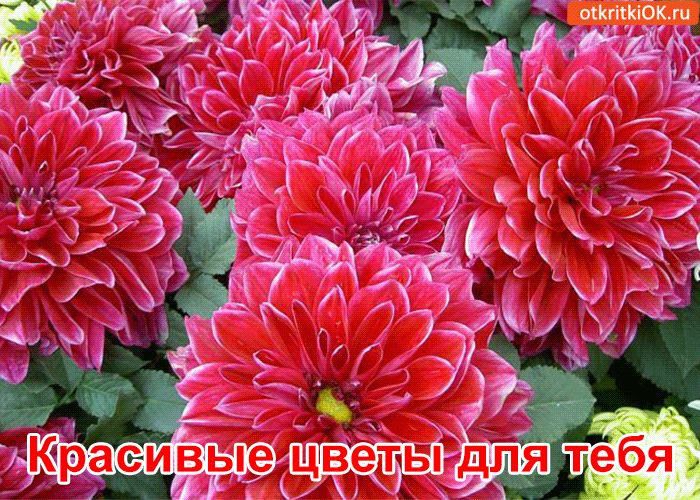 Открытка Открытки для тебя - Яркие красные розы: открытка с цветами | Красивая открытка #84