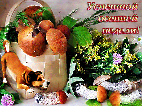 Открытка Открытки удачной недели - Открытка с собаками и мясными деликатесами | Красивая открытка #81
