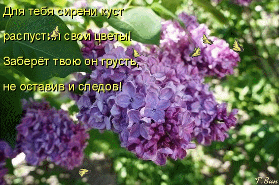 Открытка С сиренью - Цветущая сирень: нежная весенняя открытка | Красивая открытка #258
