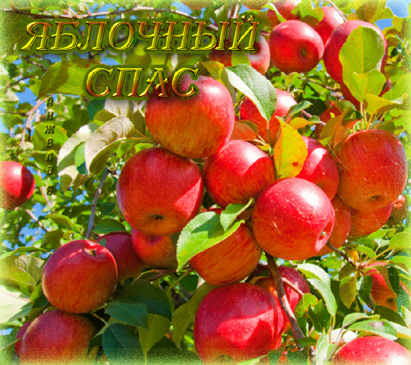 Открытка Яблочный спас - Яблочная открытка: Красные яблоки на ветке | Красивая открытка #262