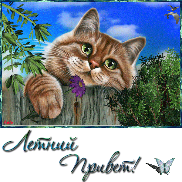 Открытка летний привет - Метки: Привет | Красивая открытка #46