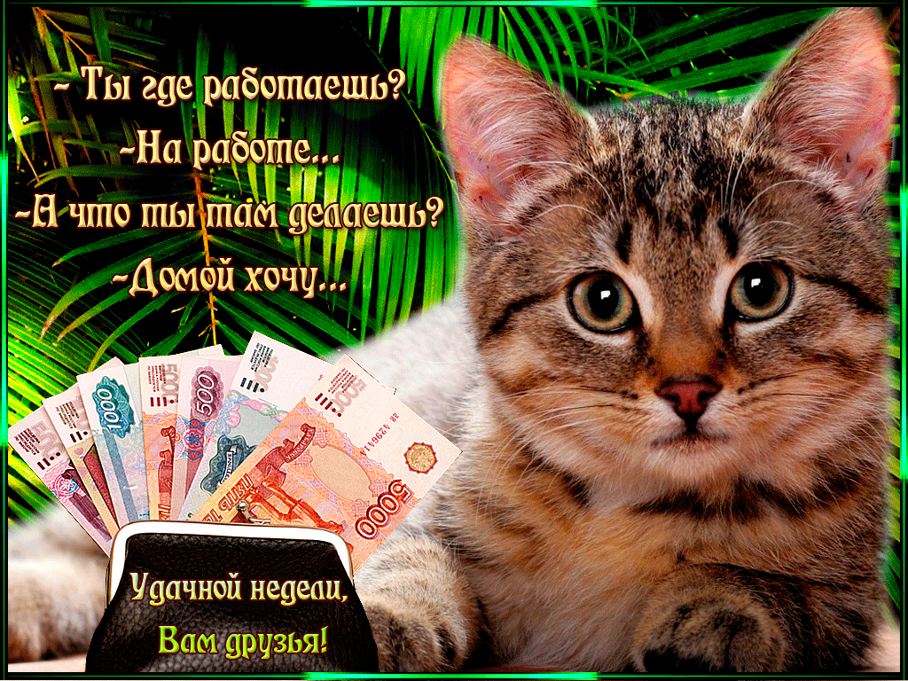 Открытка Открытки желаю удачи - Открытка с котенком и деньгами | Красивая открытка #22